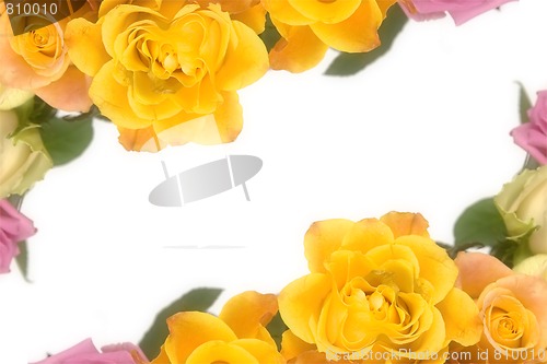 Image of Pink and yellow roses