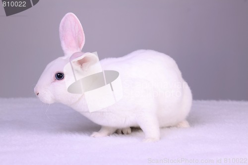 Image of White Bunny on Gray
