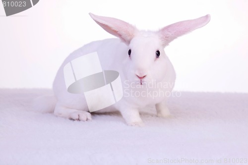 Image of Alert Bunny