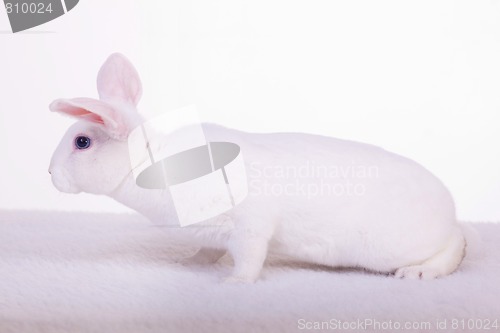 Image of White Bunny