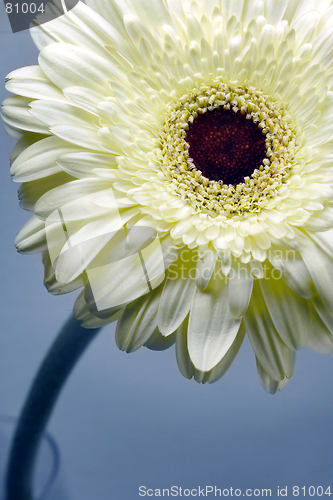 Image of gerbera