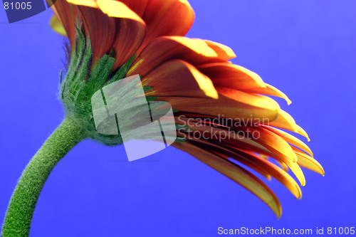 Image of gerbera