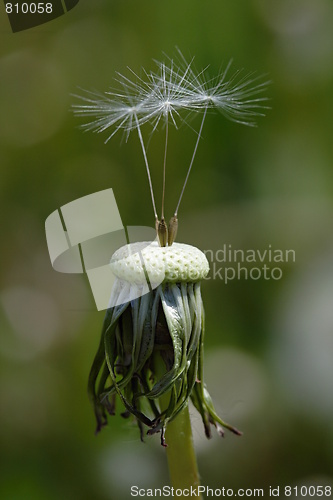 Image of (Traxacum officinale)