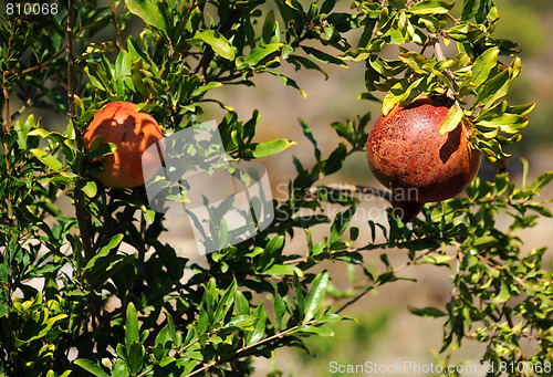 Image of Pomegranates on the Tree