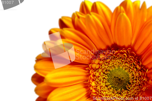 Image of Gerbera