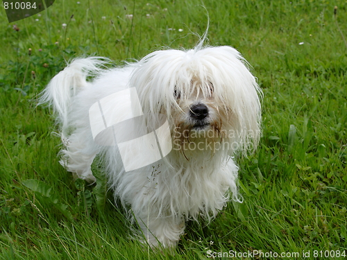 Image of  Coton de Tulear