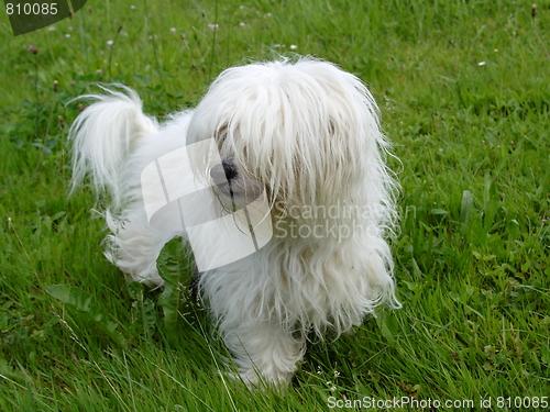 Image of  Coton de Tulear