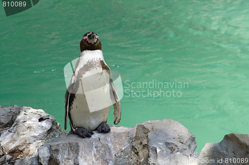 Image of penguin