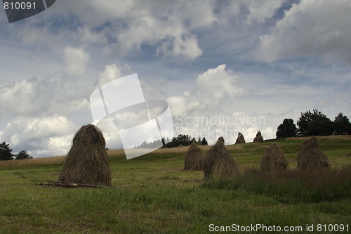 Image of hay