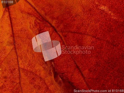 Image of leaf