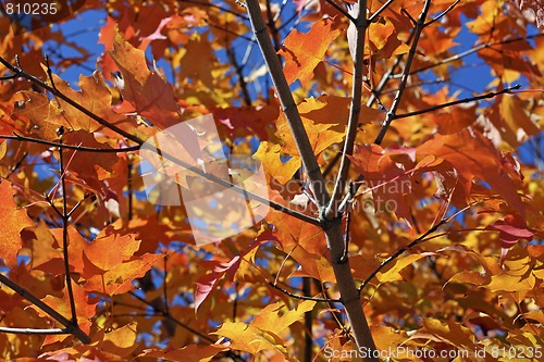 Image of autumn leaves