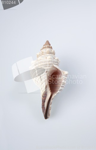 Image of sea shell