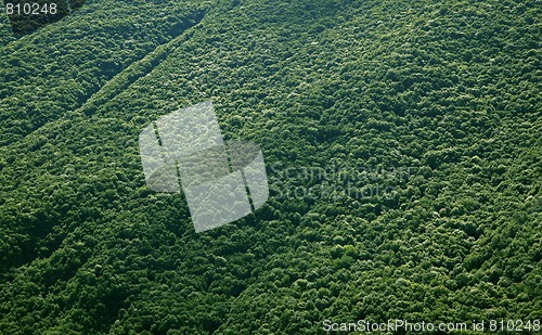 Image of Forest background