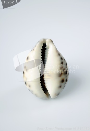 Image of sea shell