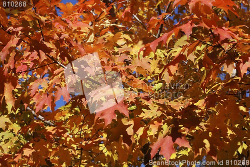 Image of autumn leaves