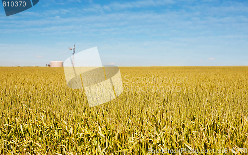 Image of golden wheat and windmill