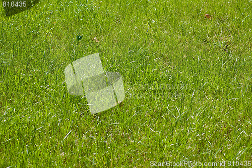 Image of Green grass