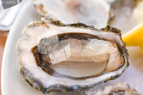 Image of Fresh oyster