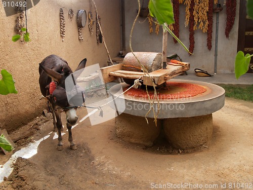 Image of Draught donkey powering millstone