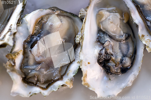 Image of Fresh oyster