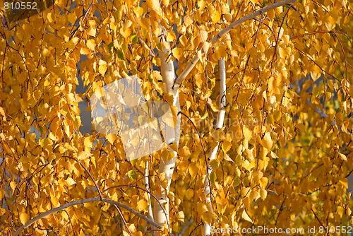 Image of Autumn