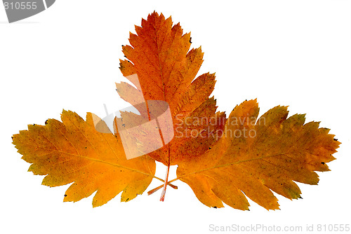 Image of Three leaf of a rowan-tree
