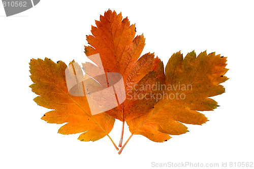 Image of Three leaf of a rowan-tree