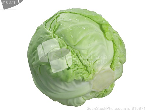 Image of Cabbage