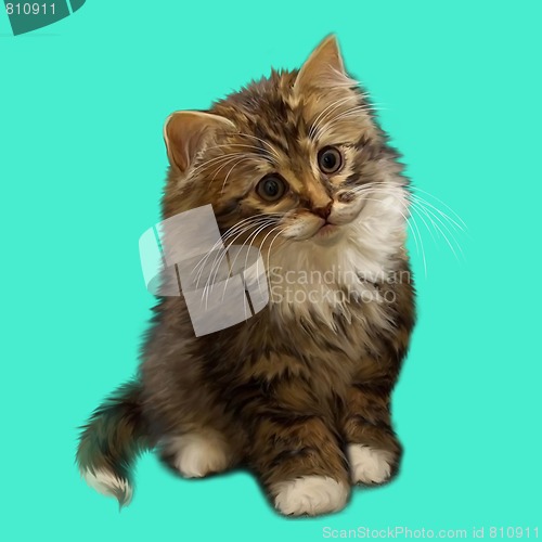 Image of Cat