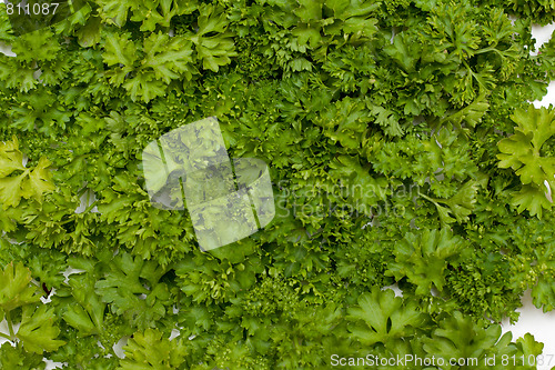 Image of Background parsley