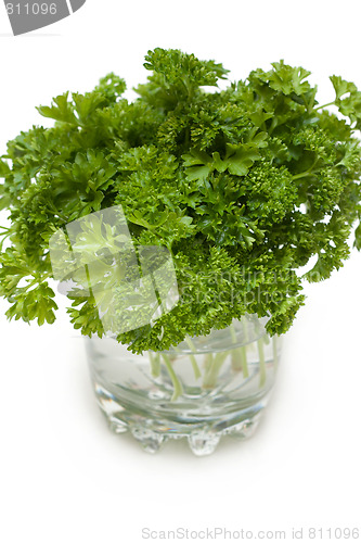 Image of Green parsley