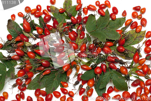 Image of Wild rose with green sheet