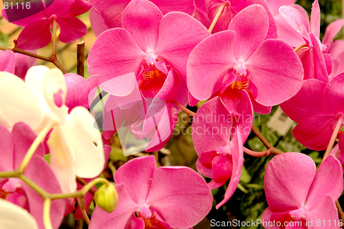 Image of Pink flower