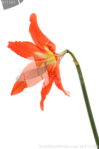 Image of Orange flower