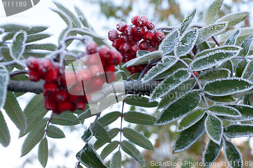 Image of Rowanberry covered rime