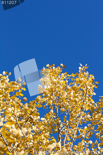 Image of Yellow sheet poplar, blue sky