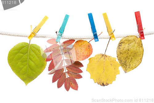 Image of Autumn sheet on clothes-peg