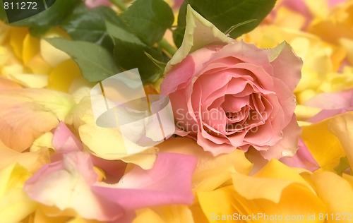 Image of Rose petals