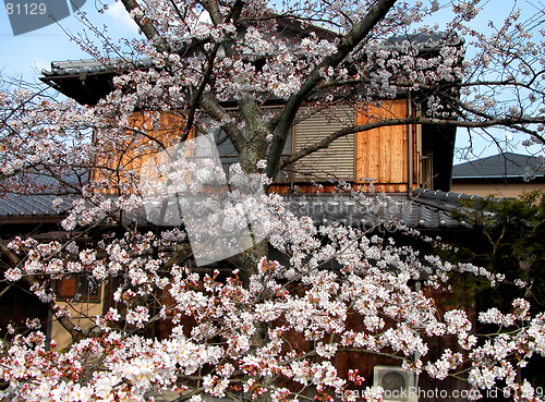 Image of House In Spring