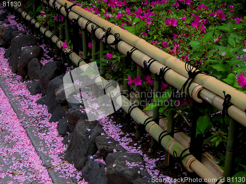 Image of Spring Bamboo Fence