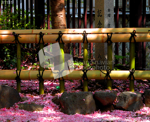 Image of Fence and petals