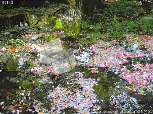 Image of Spring Beauty In A Puddle