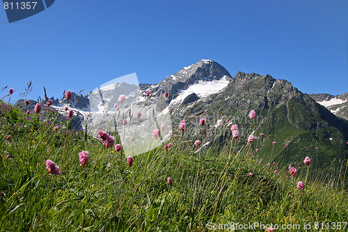 Image of Flowers in mountains