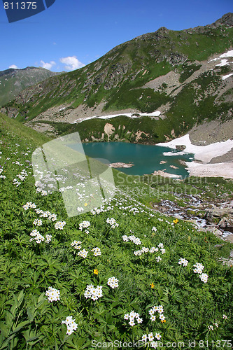 Image of Flowers in mountains