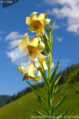 Image of Mountain lily