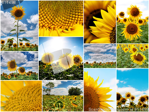 Image of Sunflowers collage