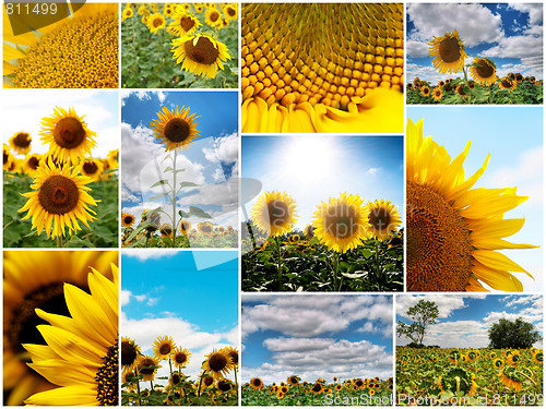 Image of Sunflowers collage