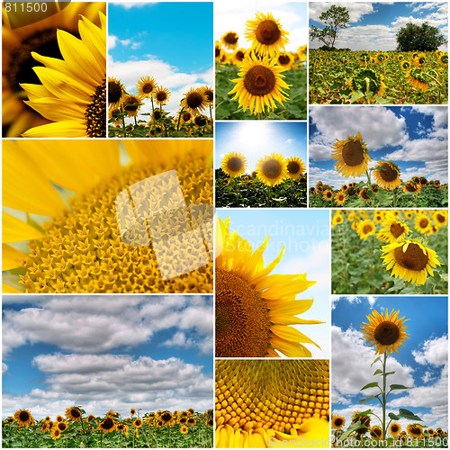 Image of Sunflowers collage