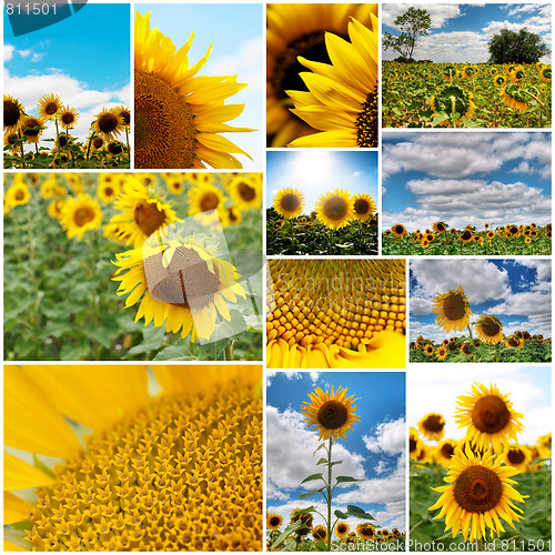 Image of Sunflowers collage