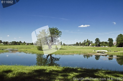 Image of The big lonely tree on a glade at a pond